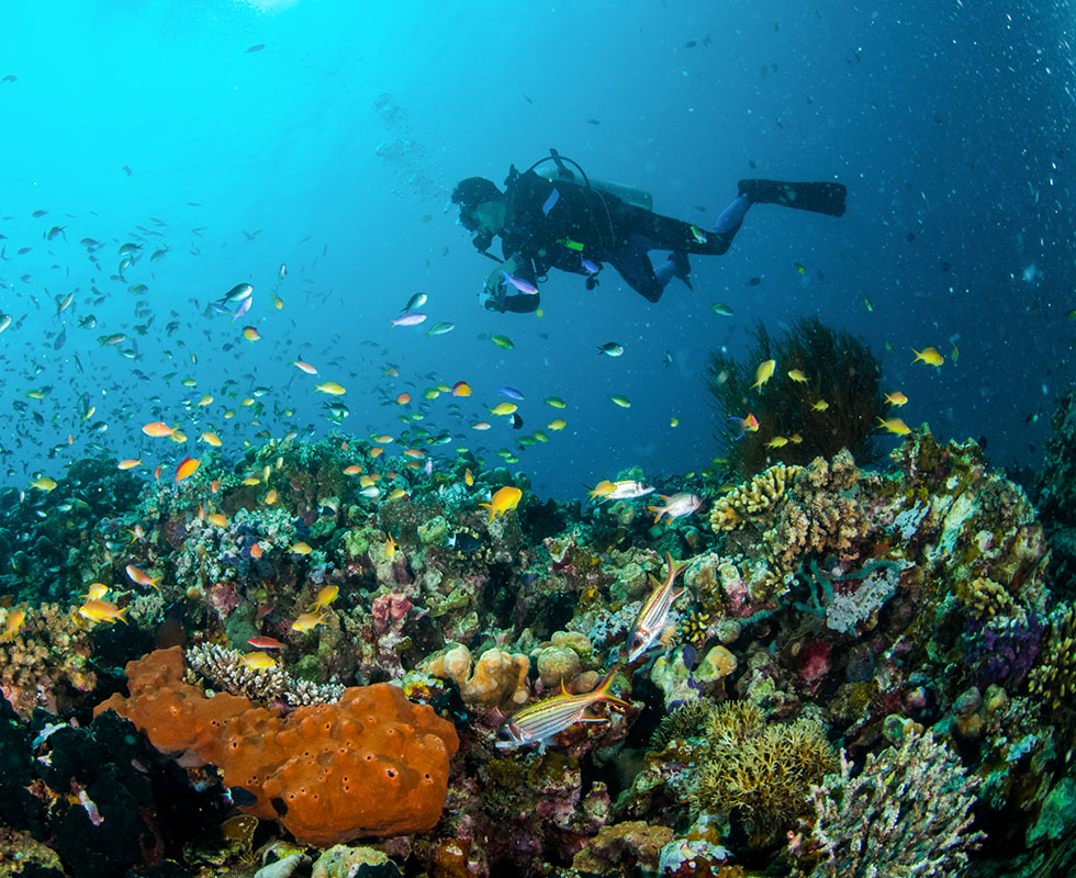 Scuba Diving